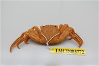 藏品(無斑斜紋蟹)的圖片